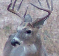 DSCF5649deer80
