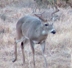 DSCF5688deer81
