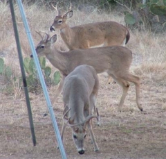 DSCF5695deer82
