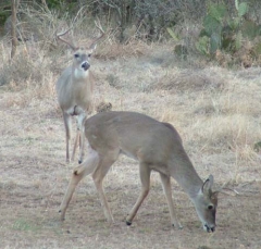 DSCF5698deer83