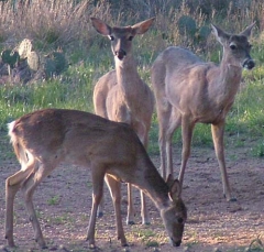 DSCF6207-84