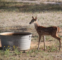 IMG_3261deerC