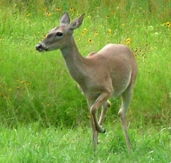 deer1
