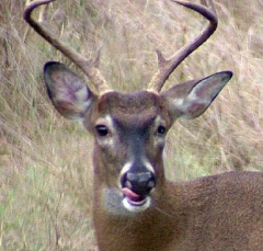 deer10