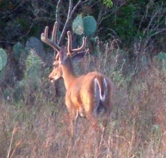 deer11