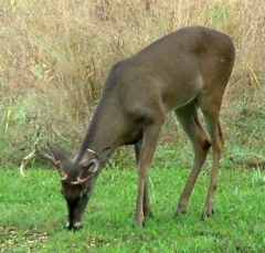 deer12
