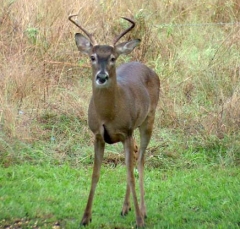 deer13