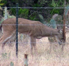 deer14