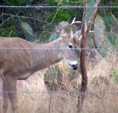 deer15