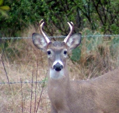 deer16