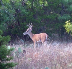 deer17