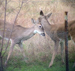 deer18