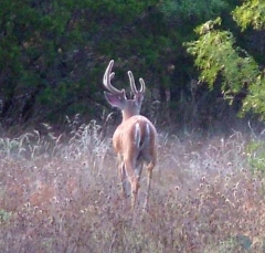 deer19