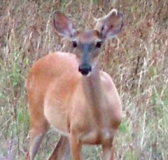 deer20