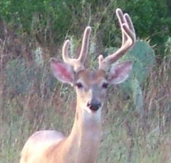 deer21