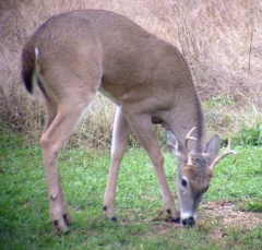 deer22