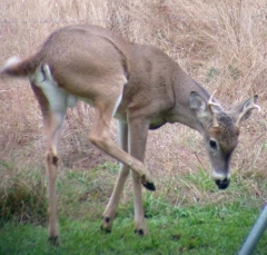 deer23