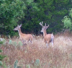 deer24