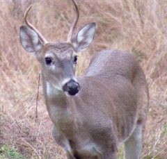 deer25