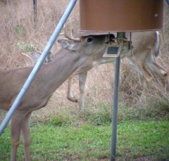 deer26