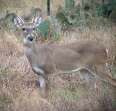 deer27