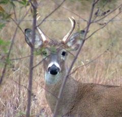 deer28