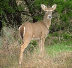 deer29
