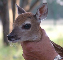 deer2_lg