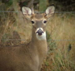 deer30