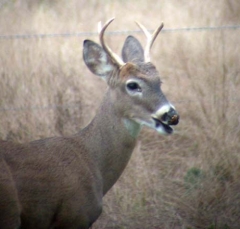 deer31