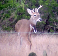 deer32