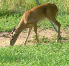 deer33