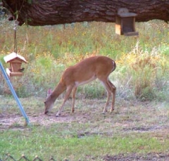 deer34