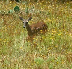 deer35