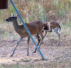deer36