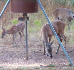 deer37