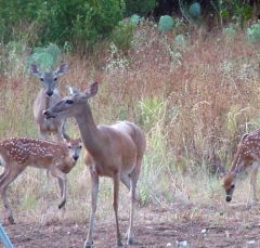 deer38