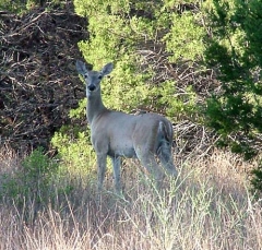 deer39