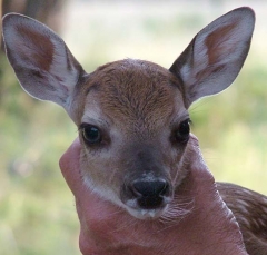 deer3_lg