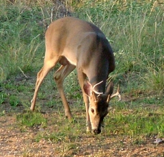 deer40