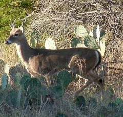 deer41