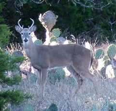 deer42