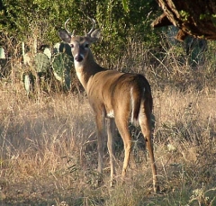 deer43