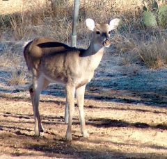 deer44
