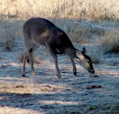 deer45