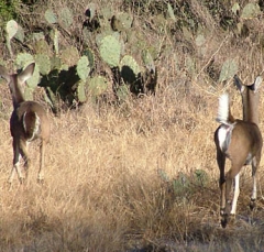 deer46
