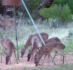 deer47
