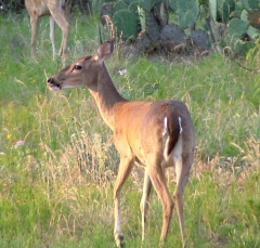 deer48_lg