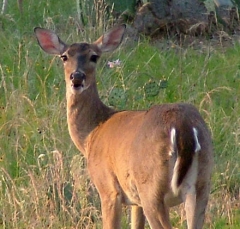 deer49