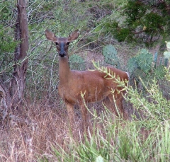 deer4_lg